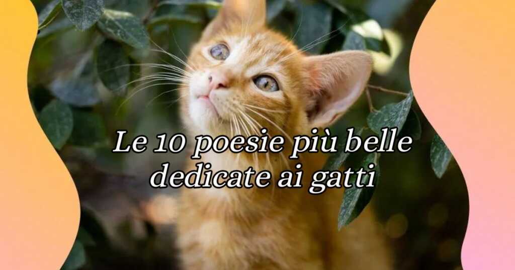 Le 10 poesie più belle dedicate ai gatti