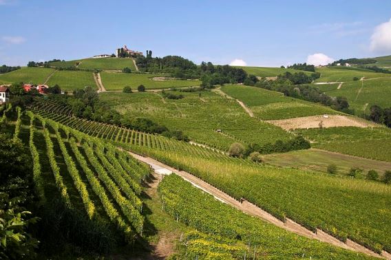 Pavese Langhe