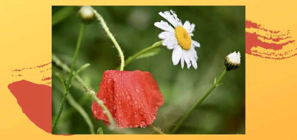 pioggia-di-settembre-poesia-sciascia-1201-568
