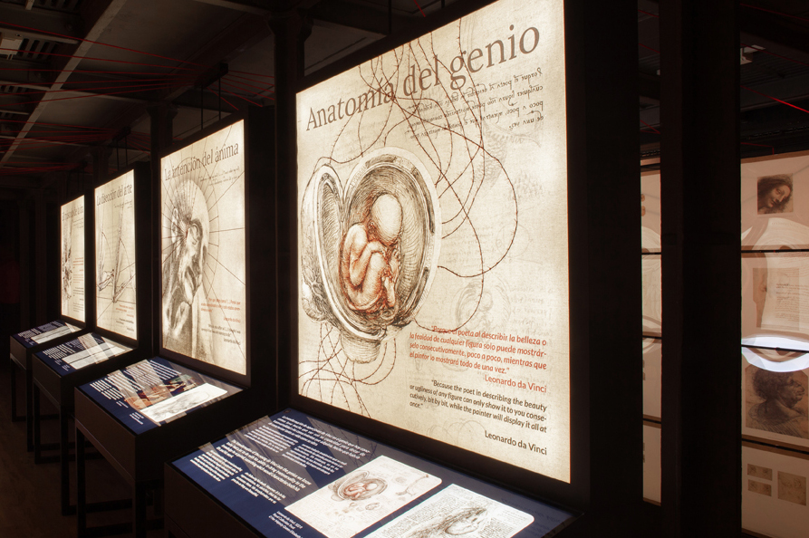 anatomia baja