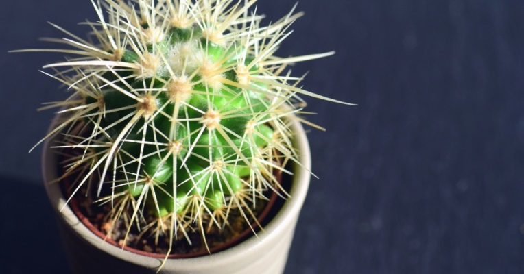 Il mio piccolo cactus - Racconto di Dario Zizzo