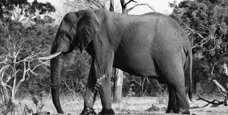 Se vedi grigio, sposta l'elefante - Racconto di Ilaria Pala