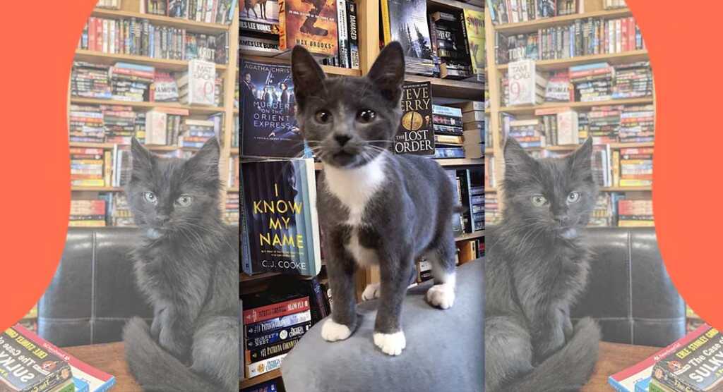 Otis & Clementine's, la libreria dove è possibile adottare i gattini abbandonati